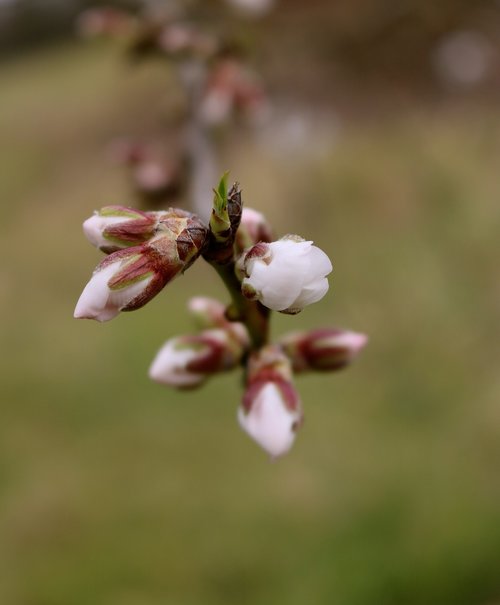 almond blossom  almond tree  blossom