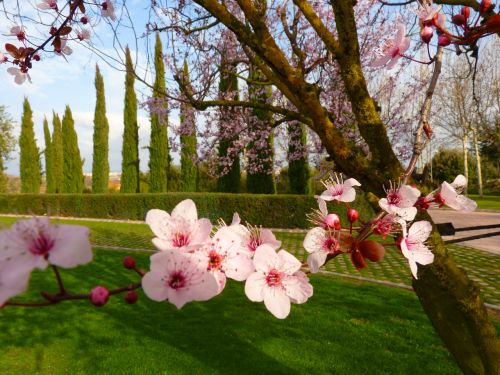 almond blossom blossom bloom