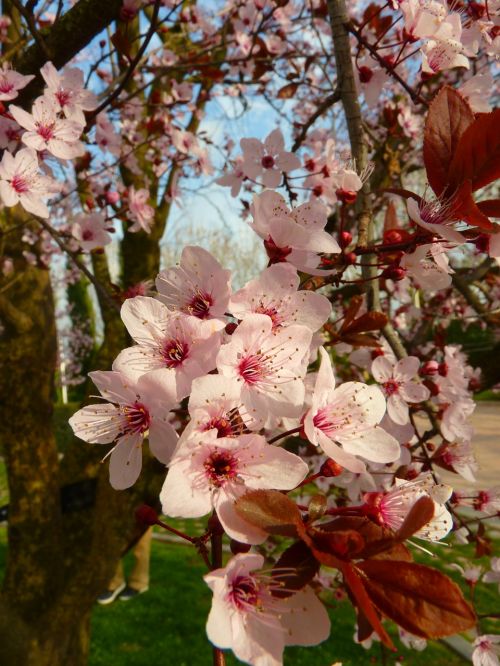 almond blossom blossom bloom