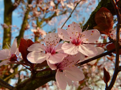 almond blossom blossom bloom