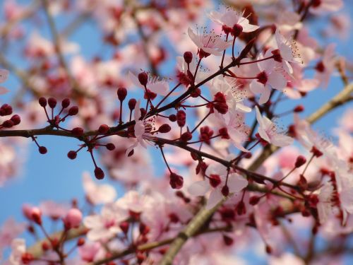 almond blossom blossom bloom