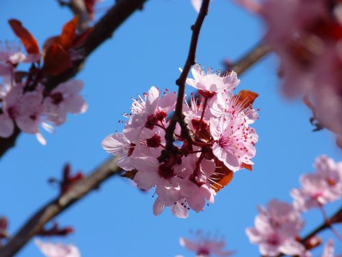 almond blossom cherry blossom japanese cherry trees