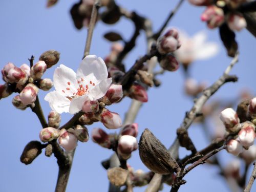 almond blossom flowers almond tree