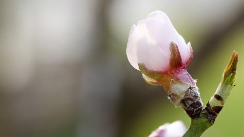 almond blossom spring