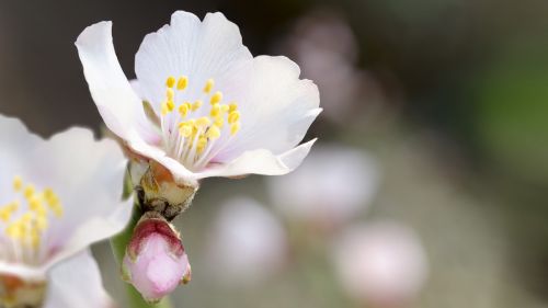 almond blossom spring