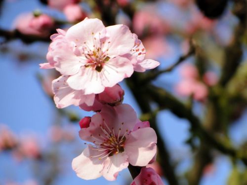 almond blossom frühlingsanfang flowering twig