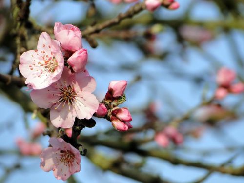 almond blossom frühlingsanfang flowering twig