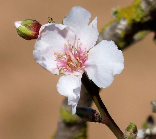 almond blossom blossom bloom