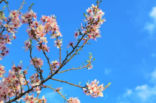 almond branch flower tree
