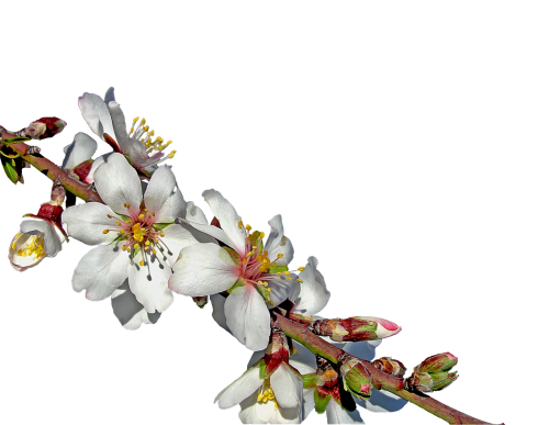 almond branch in bloom almond flower flowers