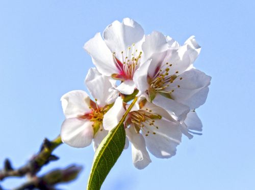 almond flower almond tree flowery