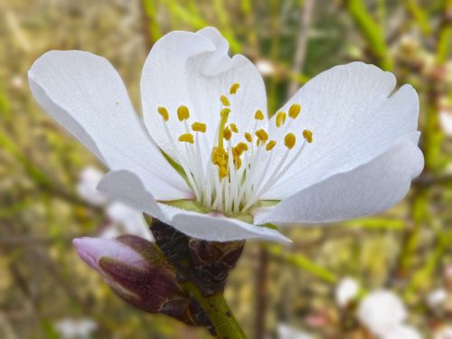 almond flower rocio detail