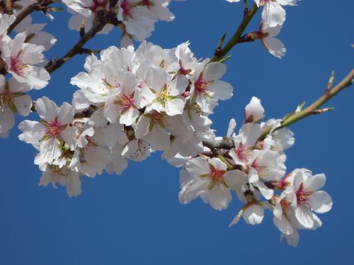 almond flower almond tree flowery branch