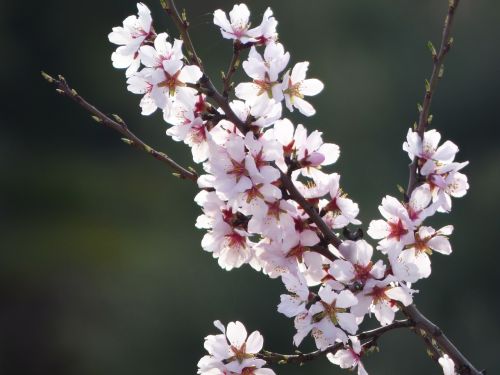 almond flower almond tree in blossom flowery branch
