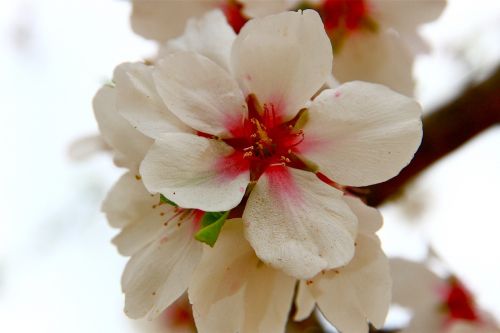 almond flower winter nature