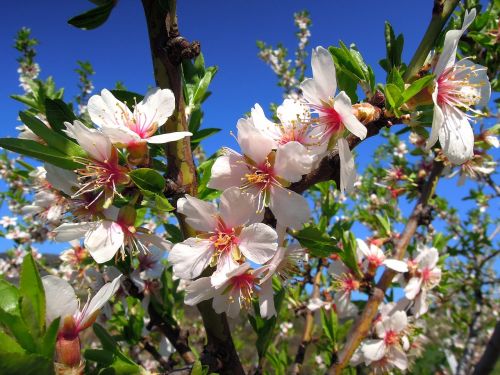 almond flower flowering tree bloom