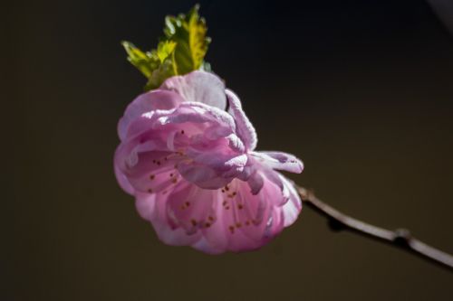 almond flower macro spring