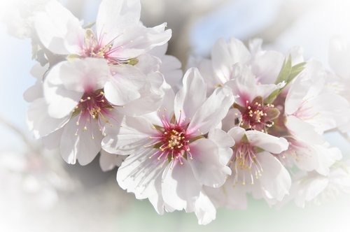 almond flower  white flower  flowering