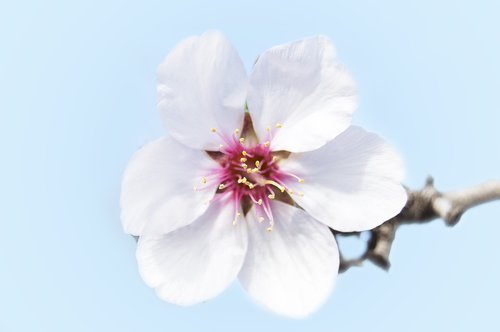 almond flower  petals  white flower