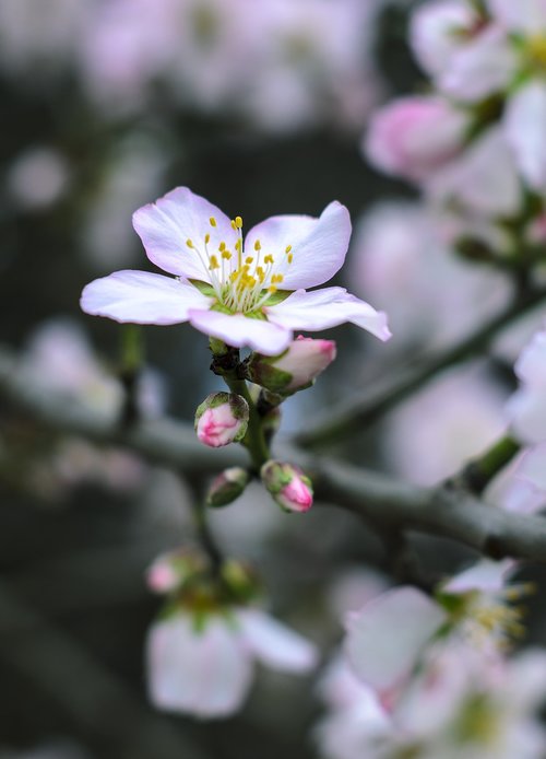 almond flower  australia  beautiful