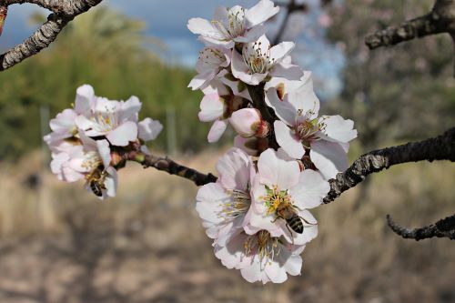 almond flower bees pollen
