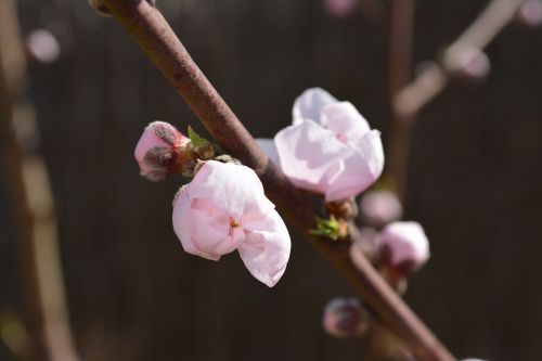 almond flower spring almond tree