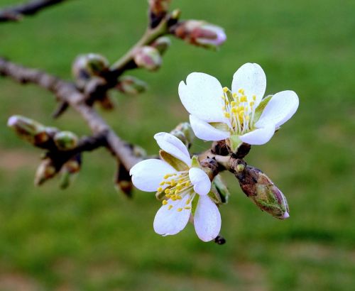 almond flowers flowering almond branch in bloom