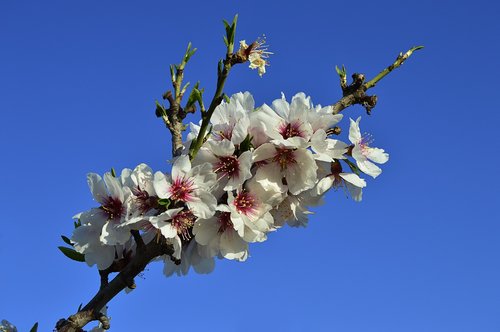 almond flowers  flowery branch  flowering almond trees