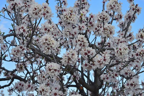 almond flowers  almond tree in blossom  flowering