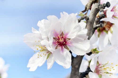almond flowers  flowering  spring