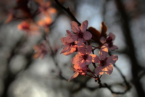 almond flowers  flowers  spring