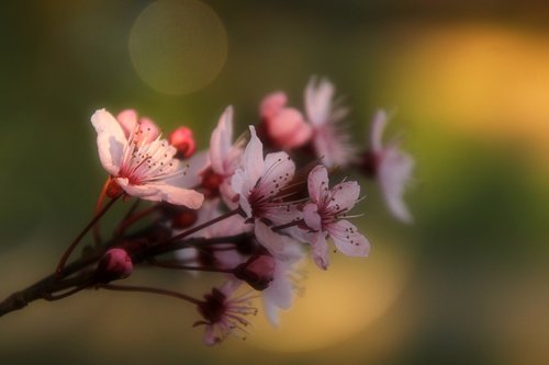 almond flowers  flowers  spring