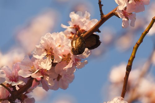 almond flowers  pink  close up