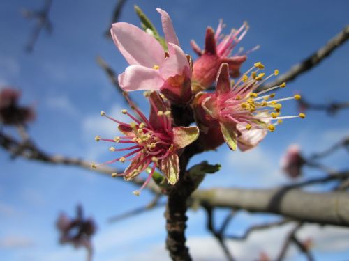almond tree flower almond flower