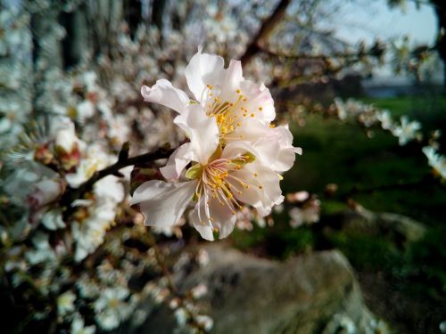 almond tree tree prunus dulcis