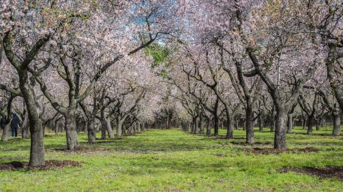 almond tree spring park