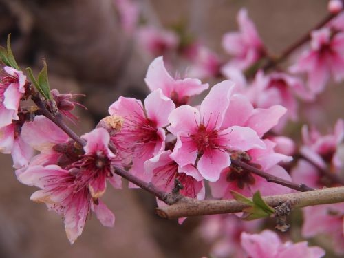 almond tree rose petals spring