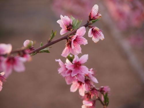 almond tree rose petals spring