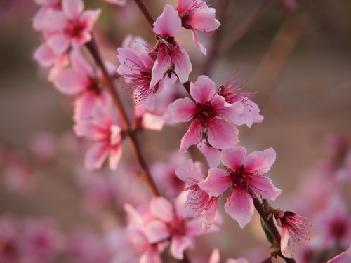 almond tree rose petals spring