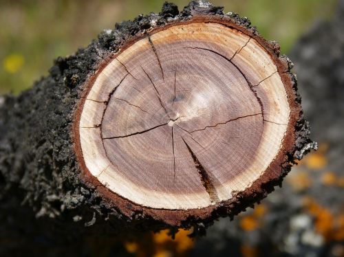 almond tree cross-section wood