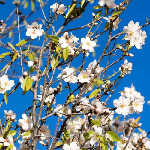almond tree spring almond blossom