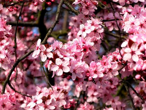 almond tree mandelbaeumchen flowers