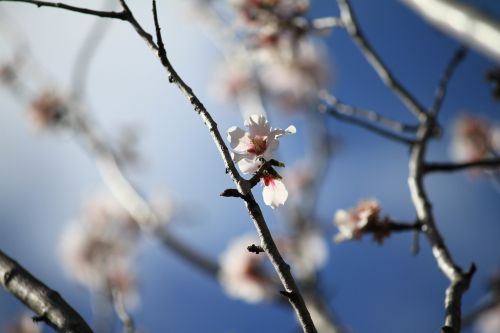 almond tree sky flower