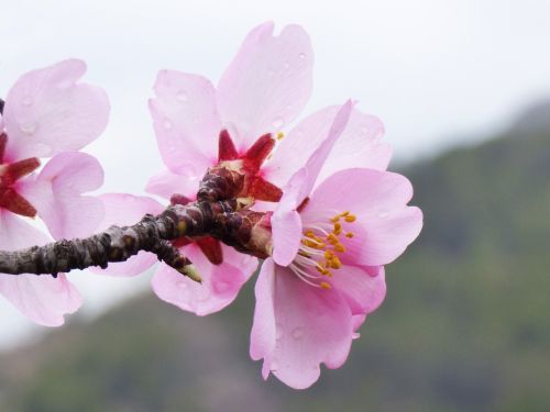 almond tree almond flower flowery branch