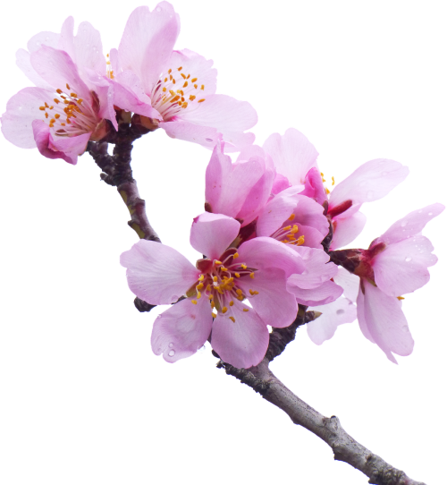 almond tree flowery branch flower