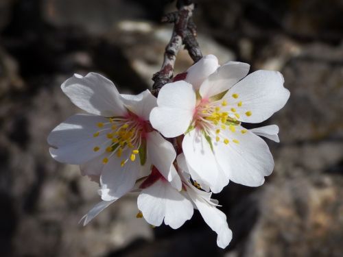 almond tree almond flower flowers