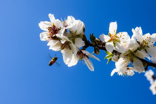 almond tree flowers bee