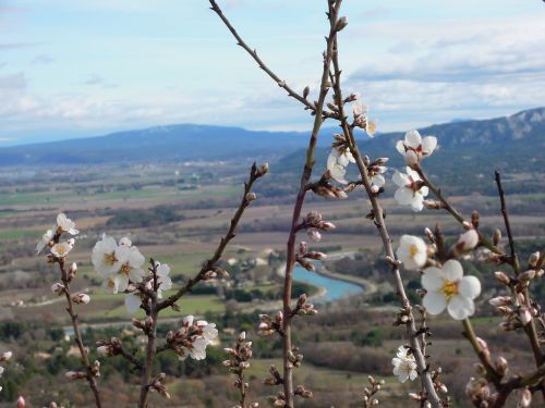 almond tree luberon winter