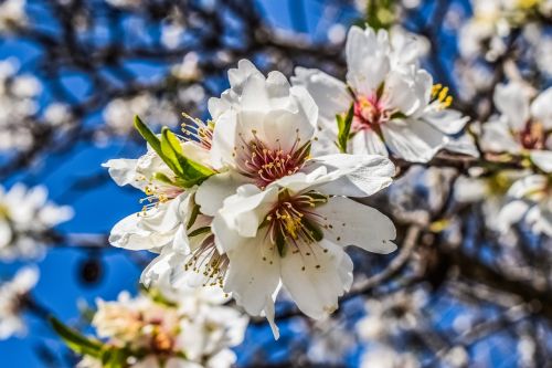 almond tree flower nature