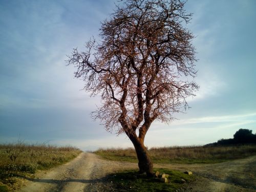 almond tree tree trees